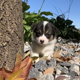 Pembroke Welsh Corgi Puppies from Whistling Wind Corgi’s