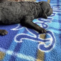 August - Phantom male Goldendoodle puppy in Afton, Oklahoma from C5 Doodles