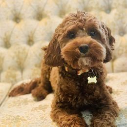 Cavapoos from Texas Teddy Bears