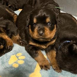 Boy3 - Black and mahogany male Rottweiler puppy in Bartonsville, Pennsylvania from Karol's Rottweilers