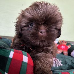 AKC Rusty - Chocolate male Shih Tzu puppy in Statesboro, Georgia from Magnolia Small Breeds
