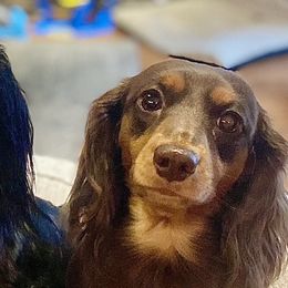 Dachshunds from M&M’s Mini Dachshunds
