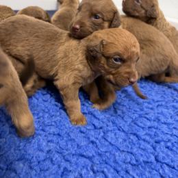 Baby boy 1 - Sedge male Chesapeake Bay Retriever puppy in Chatfield, Minnesota from Next Generation
