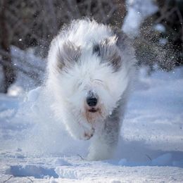 Old English Sheepdog puppies from Saddle Rock Kennels