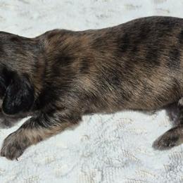 Husk AKC Cream Brindle longhaired mini dachshund - Brindle male Dachshund puppy in Las Cruces, New Mexico from The Dachshund Den