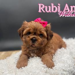 Shih Tzu Puppies from Loyal Tzu's