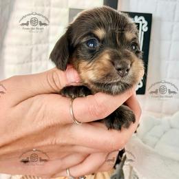 Miss. Yellow-2800 - Black and cream female Dachshund puppy in Sparr, Florida from From the Heart Doxies