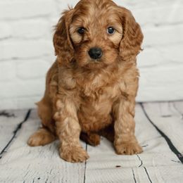 Cavapoo and Goldendoodle Puppies from Regal Doodles