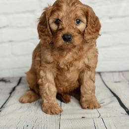 Cavapoo and Goldendoodle Puppies from Regal Doodles