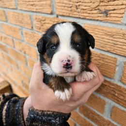 Rose - Black rust and white female Bernese Mountain Dog puppy in Inman, South Carolina from Shadow Acres