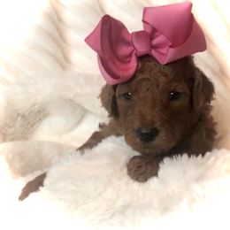 Poodle Puppies from Prissy Pants Poodles LLC