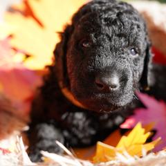 Curly-Coated Retriever Puppies from CHAPARRAL CURLY RETRIEVERS