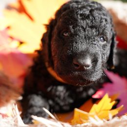 Curly-Coated Retriever Puppies from CHAPARRAL CURLY RETRIEVERS