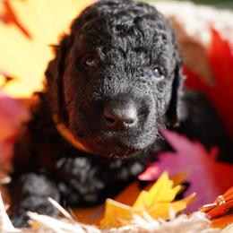 Curly-Coated Retriever Puppies from CHAPARRAL CURLY RETRIEVERS