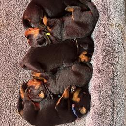 Boy 2 - Black and mahogany male Rottweiler puppy in Washington, Pennsylvania from McWreath Rottweilers