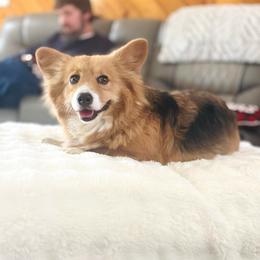 Dede - Black and tan female Pembroke Welsh Corgi puppy in Adairsville, Georgia from Ingram's Corgis