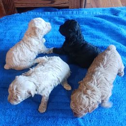 Poodles from Mouser Toy Poodles