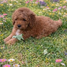 Boy 1 - Red  male Goldendoodle puppy in Inman, South Carolina from Mossy Doodles LLC