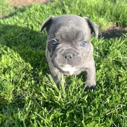 Nova - Blue female French Bulldog puppy in Nora Springs, Iowa from Summit View Frenchies