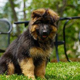Orange collar - Black and red female German Shepherd puppy in Howell, Michigan from Sheyenne’s Shepherds