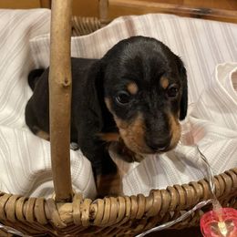 Dachshunds from DeGeer Barking Dog Ranch