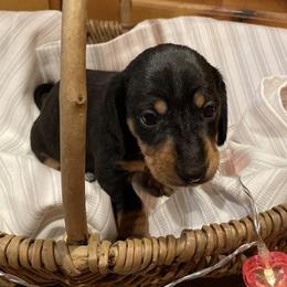 Dachshunds from DeGeer Barking Dog Ranch