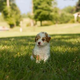 Cinnamon - Parti female Poodle puppy in Monterey, Tennessee from Cumberland Companions