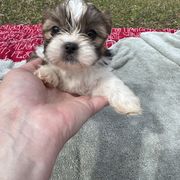 Blue - Liver and white Shorkie puppy in Toccoa, Georgia from Shorkie & Shih Tzu Haven