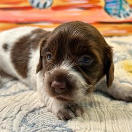 Zennia - Piebald female Dachshund puppy in Hensley, Arkansas from The Dachshund Barn