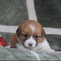Girl 1 - Sable and white female American Corgi puppy in Scio, Oregon from Abundant Joy Corgis