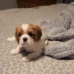 Teddy - Blenheim Cavalier King Charles Spaniel puppy in Lake Village, Indiana from Courtney's Cavaliers