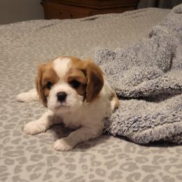 Teddy - Blenheim Cavalier King Charles Spaniel puppy in Lake Village, Indiana from Courtney's Cavaliers
