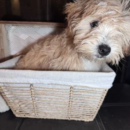 Juno - Cream male Maltipoo puppy in West Jordan, Utah from Mid Sized Maltipoos and More LLC