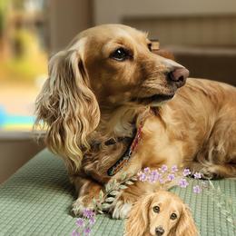 Dilly - Dachshund