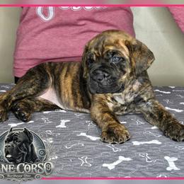 Harley - Chestnut brindle female Cane Corso puppy in Warren, Ohio from Northeast Ohio Cane Corso