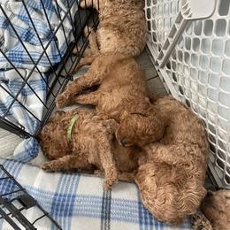 Goldendoodle Puppies from The Miller's Goldendoodles