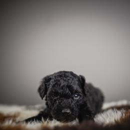 Bramble - Black male Poodle puppy in Caldwell, Idaho from Boise Doodle Co.