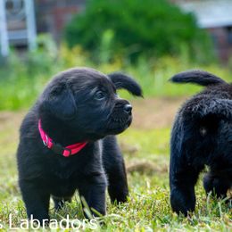 Labrador Retriever Puppies from Puzzles Labradors