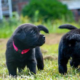Labrador Retriever Puppies from Puzzles Labradors