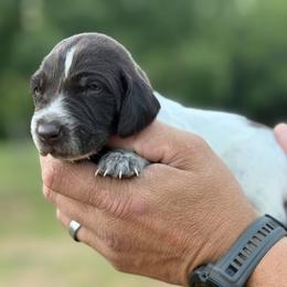 Catfish - Liver roan male German Shorthaired Pointer puppy in Six Mile, South Carolina from The Proper Pointer Co.