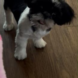 Goose - Shih Tzu