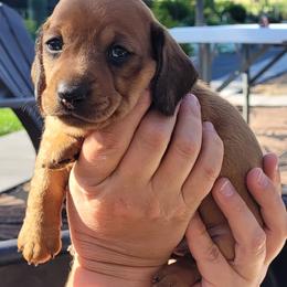 Mishka - Red male Dachshund puppy in Meridian, Idaho from Lucy’s Dachshund Home