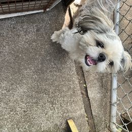 Shih Tzu puppies from Sattui little Shih Tzu of Napa Valley