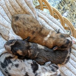 Aussiedoodle, Goldendoodle, and Labradoodle Puppies from Cedar Creek Ranch