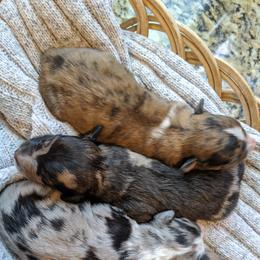 Aussiedoodle, Goldendoodle, and Labradoodle Puppies from Cedar Creek Ranch