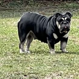 Nova - Bulldog