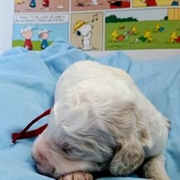 Woodstock - Caramel male Australian Labradoodle puppy in Atascadero, California from Classic Poodles and Doodles