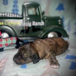 Noaa Zephyrus - Brindle male Dachshund puppy in Cadillac, Michigan from Winzig Ranch