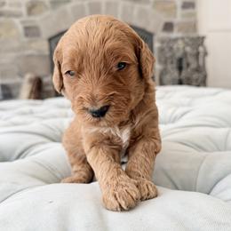 Blue Boy - Apricot male Goldendoodle puppy in Twin Falls, Idaho from Magic Valley Family Doodles