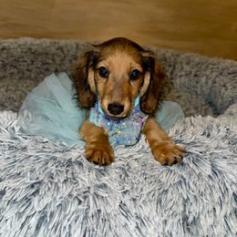 Blanca AKC 3000 - Cream female Dachshund puppy in Magnolia, Texas from J&R Macias Dachshunds